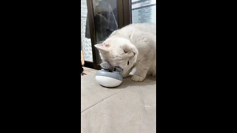 cat playing with massager