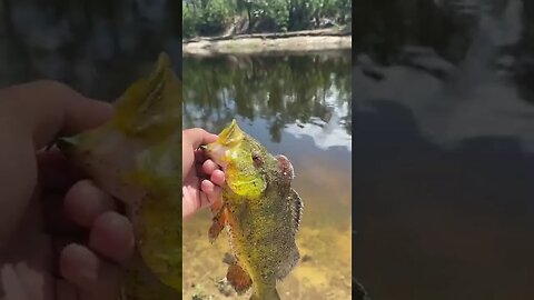 Caught a male peacock bass!