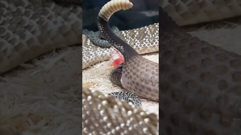 Dangerous Nature's status ❤️ | Snake nature WhatsApp Status | amazing nature video #shorts(2)