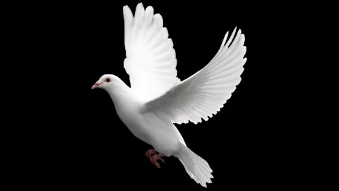 The dove is a symbol of peace