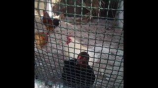 Watch Those Cute Birds in Cage