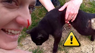 Love Hurts - Stray Cat vs My Nose - Feeding Stray Cats