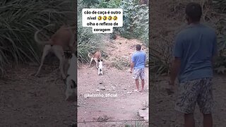 CARAMELO COM O SENTIDO ARANHA ATIVADO #shorts #viral #youtubeshorts