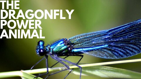 The Dragonfly Power Animal
