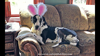 Great Dane isn't too sure about his bunny rabbit ears