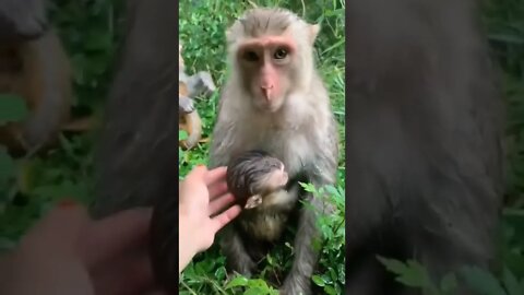 The most beautiful moments between a female monkey and her son