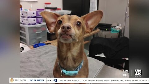 Pet of the week: Chiweenie named Sir Poochie