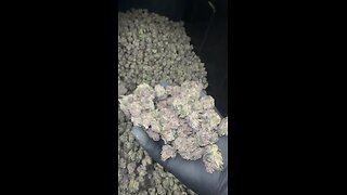 Could you smoke this all in 1 day ?