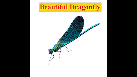 Beautiful Dragonfly | Dragonfly