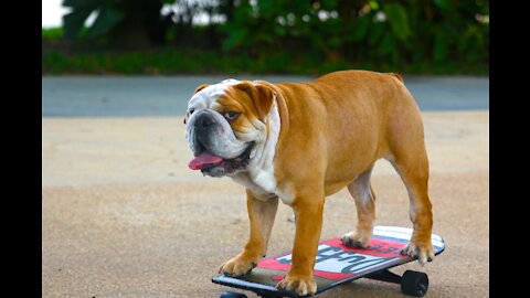 Adorable talented pet bulldog skateboarding
