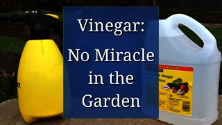 Evaluating Vinegar Uses in the Garden (Sorry, No Miracles Today)