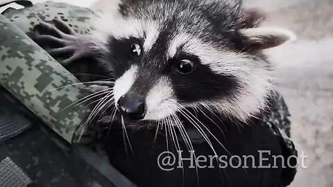 ВДВ 🇷🇺 Russian Raccoon (Enot Herson) in units of Airborne Forces in Ukraine 🇷🇺