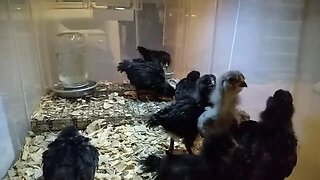 LIVE Cam: 18 day old Chicks