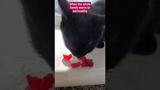 our Mascot #onyx loves her raspberries! subscribe for more .......