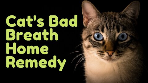 Cat's Bad Breath Home Remedy