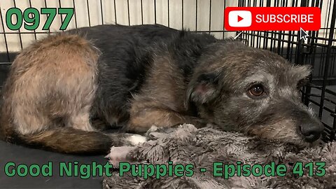 [0977] GOOD NIGHT PUPPIES - EPISODE 413 [#dogs #doggos #doggies #puppies #dogdaycare]