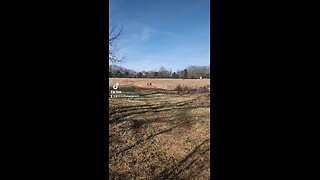 Happy cows and calves.