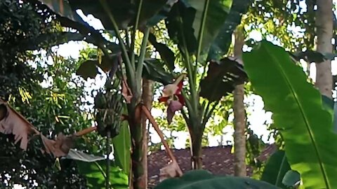 two banana trees that are bearing fruit