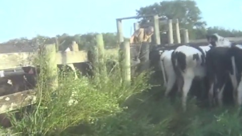 More accusations of abuse at another dairy farm