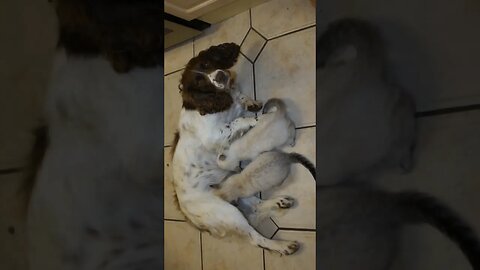 Kittens Drink Milk from Dog