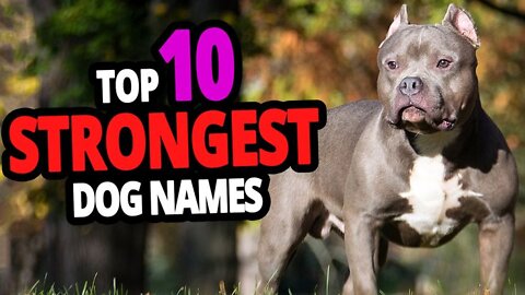 Top 10 Most Strongest Dog Names - For Male And Female Dogs!