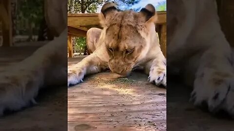 Lion Experiences Catnip for the First Time #shorts