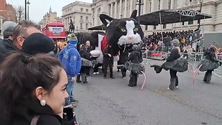 cat and mice new years day parade #horseguardsparade #lnydp #london