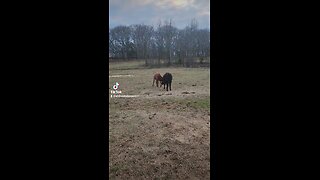 Two heifers playing.