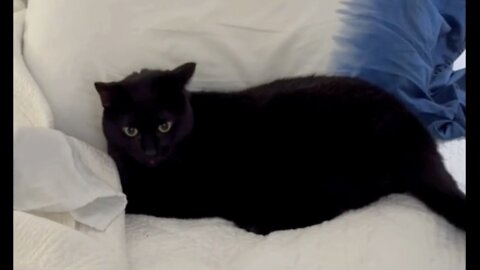 Adopting a Cat from a Shelter Vlog - Cute Precious Piper Lounges on the Bed #shorts