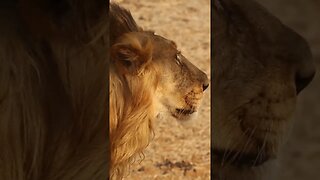 Lion mentioned in Nahjul Balagha (Peak of Eloquence) #imamali #nahjulbalagha #islam #allah #ali