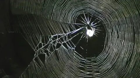 Check out how amazing this spider web looks at night!!