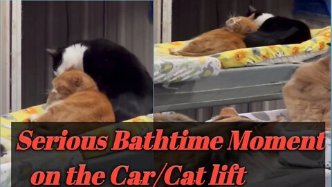 Serious Bathtime Moment on the car| Cat lift
