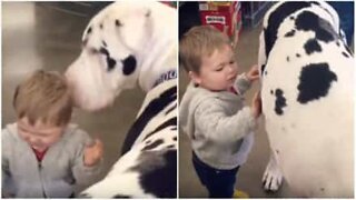 Enorm hund og lite barn blir venner