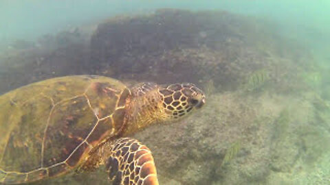 Sea Turtles in Hawaii #Shorts