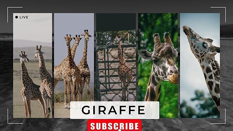 Giraffe Is A Large African Hoofed Mammal ll Epic Fail ll