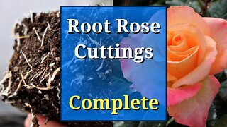 Grow Roses from Cuttings: Complete Guide