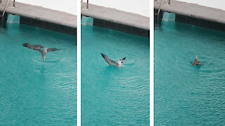 This Bird has Just Realized a Swimming Pool is Fun