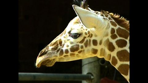 Giraffe Gives Birth To 10th Calf