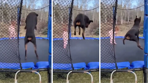 This dog knows how to bounce up and down on a trampoline