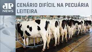 Alto custo para criação de vacas causa prejuízo para produtores de leite