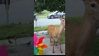 A Beautiful Buck Deer Visits! 🦌