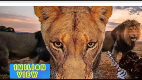 New two lions animal funny video@😂