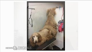 Doodle Dilemma: Groomers warn owners about dog breed care