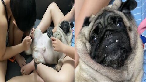 When your pug is a unique male member in the family