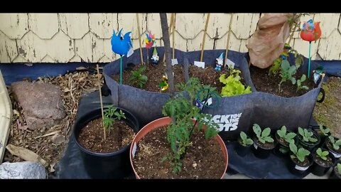 Garden Update June 13th, 2022