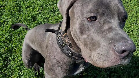 Bruce The Puppy Cane Corso 50 KG 110 Lbs 10.5 Months Old Walking