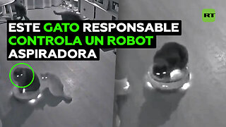 Un gato domina un robot aspiradora y guía la limpieza