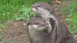 Otters kiss and cuddle each other