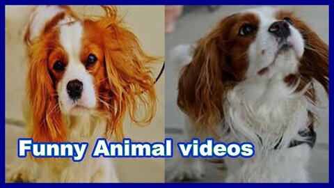 Try Not To Laugh | Pets Funny | Cute Puppy| Compilation 2021