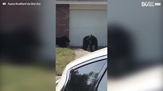 La famille Ours en balade dans un quartier de Floride